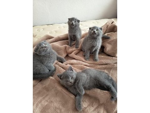 Sevgi dolu bebek kedilerim