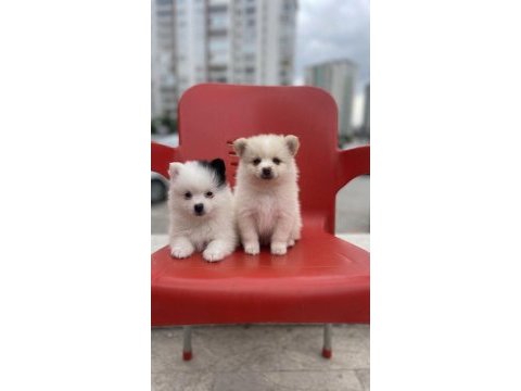 A kalite pomeranian boo bebekler