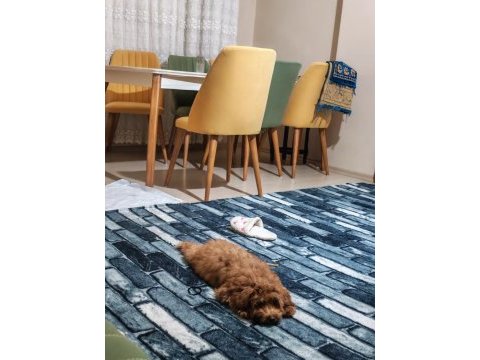 Dünya tatlısı şeker gibi toy poodle