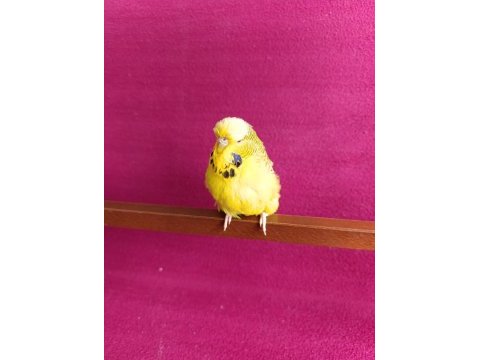 Yetişkin dişi jumbo texsas muhabbet kuşu