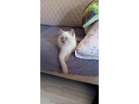 Blue point british shorthair yavrular