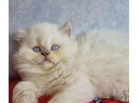 British longhair sağlıklı kedimiz