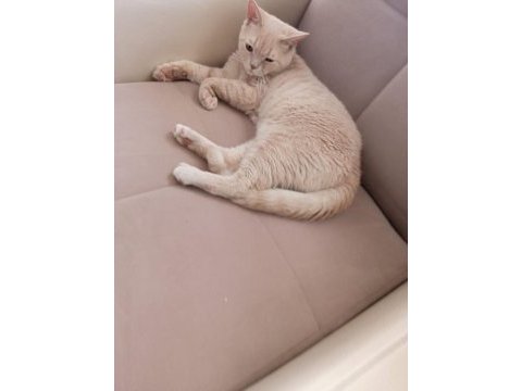 British shorthair 1 yaşında erkek