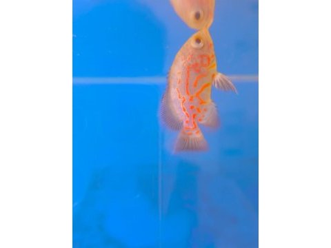 Astronot balığı yavru albino kaplan 6 8 cm