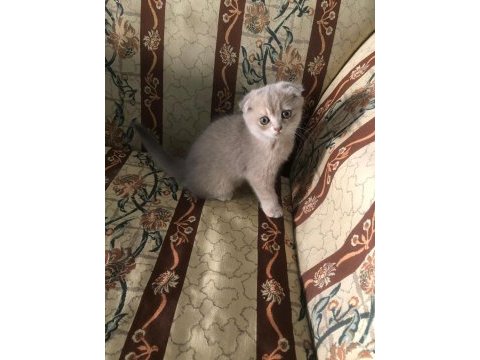 Kaliteli british shorthair sağlıklı yavrular