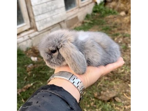 Hollanda tavşanı teddy blue ve beyaz mavi göz