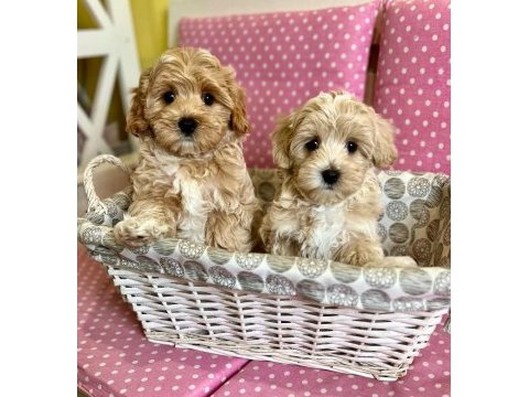 F2 maltipoo yavruları
