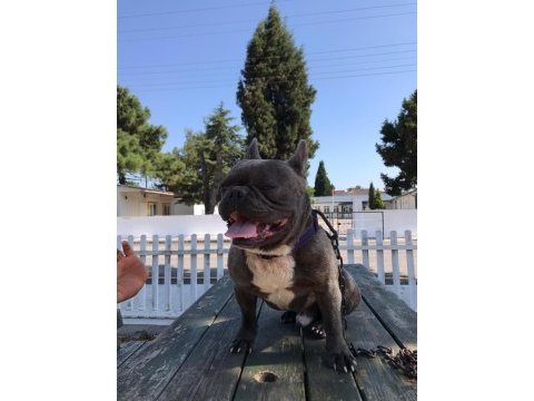 1,5 yaşında french bulldog
