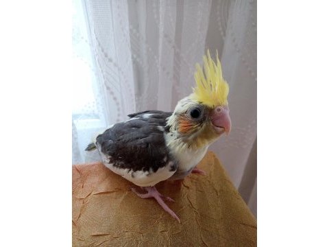 Yavru sultan papağanlar
