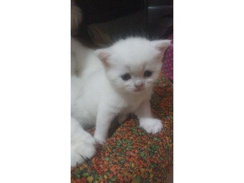 Yavru british shorthair 20 günlük kediler