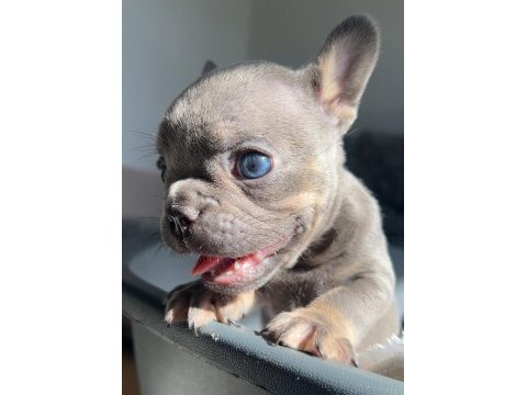 Mavi gözlü ev bakımı french bulldog yavrum