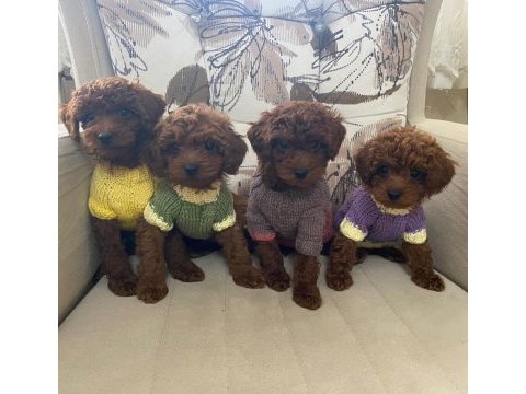 Erkek dişi toy poodle bebekler 