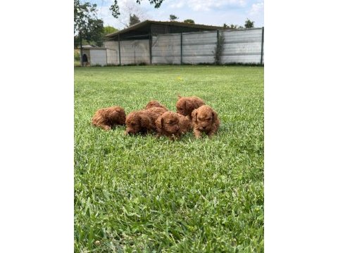 Toy poodle yavrularımız ruhsatlı çiftliğimizden