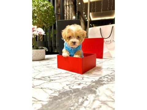 Korenin yakışıklısı 0 boy maltipoo maximilliano