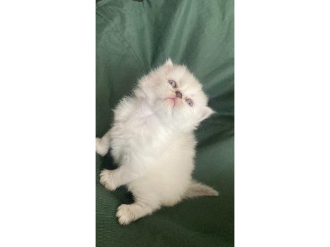 British longhair bebişler