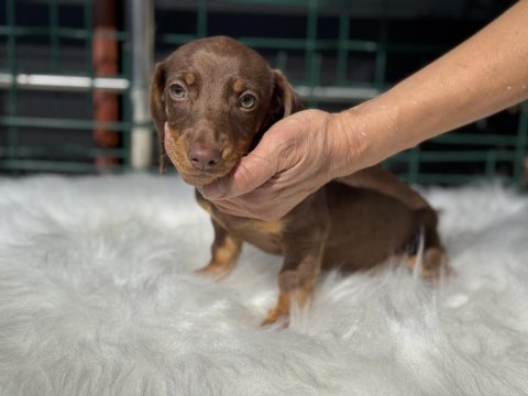 Petmode köpek çiftliğinde ziyarete açık dachshund