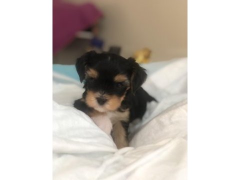 Morkie yavrularımız teslime hazır