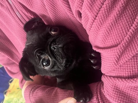 Safkan kızımız yeni yuvasını arıyor pug