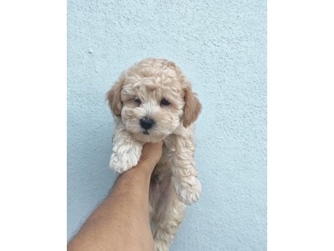 Erkek dişi maltipoo bebekler