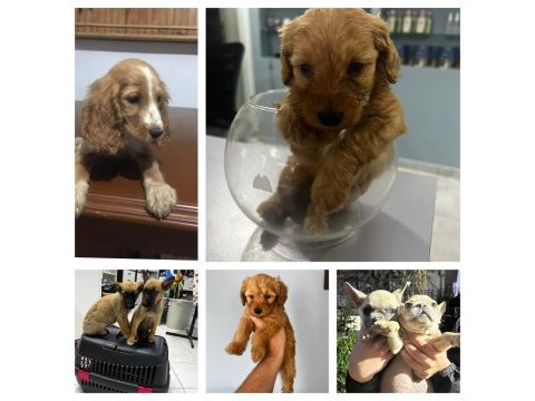 Yavru köpeklerimiz mevcut
