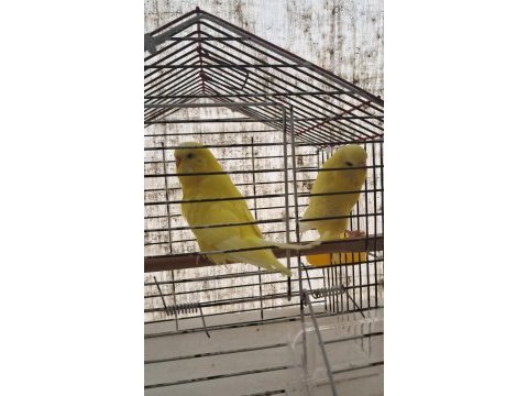 Lutino hazır çift sarı papatya kuşlar