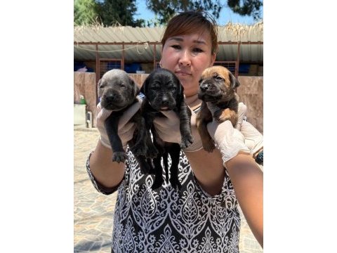 Cane corso köpekler