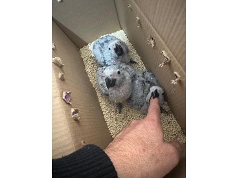 El besleme bebek jako düşünenler kaçırmasın