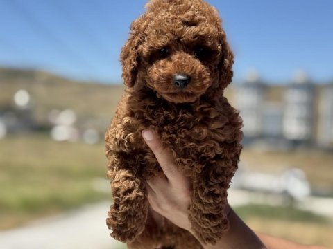 Petmode köpek çiftliğinden toy poodle