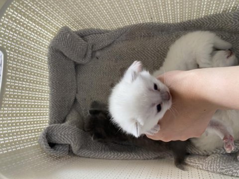 British shorthair kediler vakti gelince sahiplendirilecek