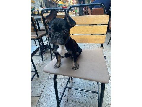 3.5 aylık aşıları tam french bulldog