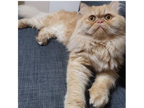 İran kedisi oğlumuz pablo