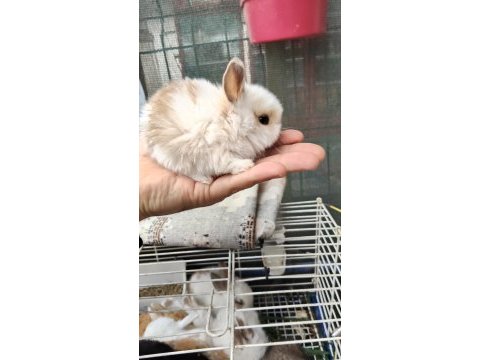 Yavru tavşan sütten yeni kesildi