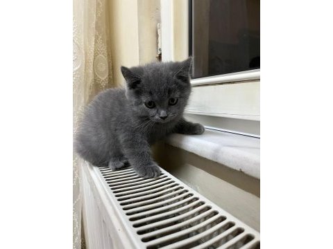 50 günlük british shorthair gri yavrularımız