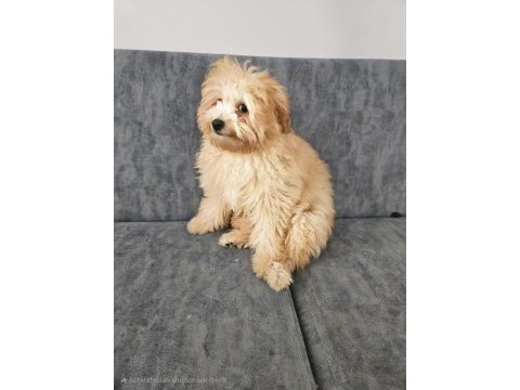 Ev doğumu 4 aylık maltipoo