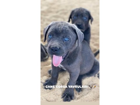 Dev cane corso yavruları