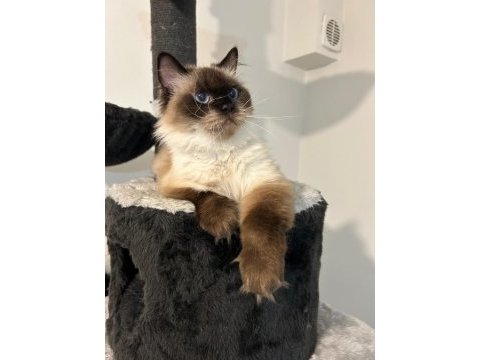 Ücretsiz sahiplendirilecek dişi ragdoll 3 yaşında