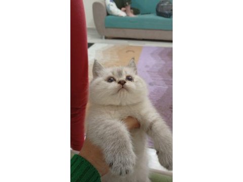 Saf british shorthair kedisi