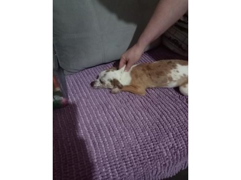 Standart chihuahua dişi