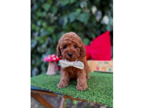 Toy poodle yavrularımız ömürlük aileleri bekliyor