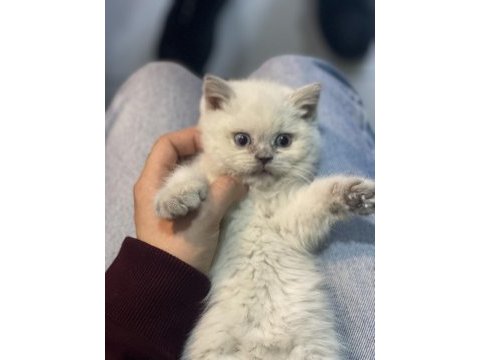 Veteriner hekim kontrollü british shorthair