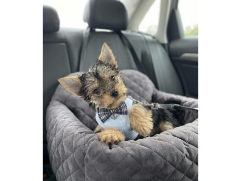 Tüy dökmeyen koku alerji yapmayan ırk köpeğimiz