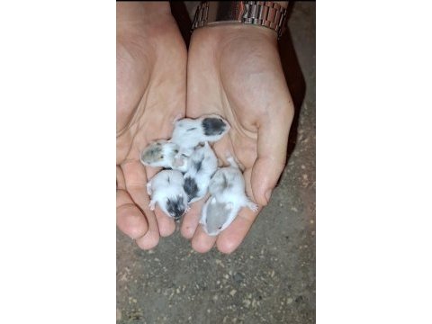 Ev üretimi gonzales hamster ele alışık