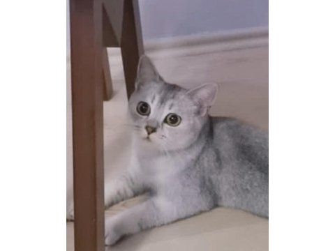 Yetişkin kedilerimi ücretsiz sahiplendiriyorum
