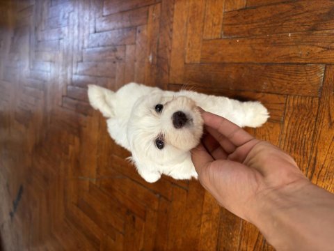 2 aylık westie batı dişi köpeğimiz