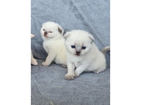 Scottish fold blue point
