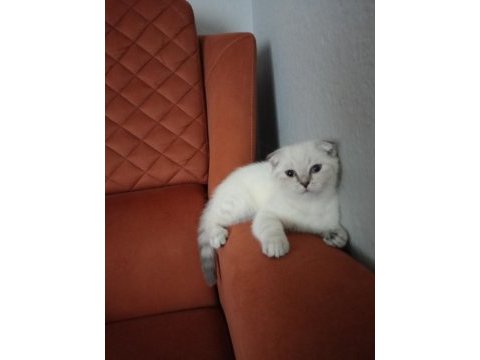 Kırık kulak dişi kedimiz yeni sahibini bekliyor