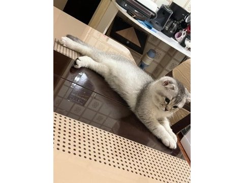 Orjinal saf kan scottish fold bebekler