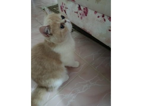 Dişi exotic shorthair