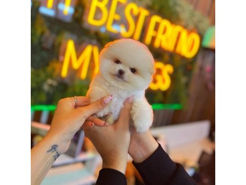 Ayı surat pomeranian bebeklerimiz