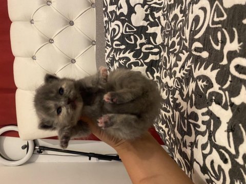 Kendi kedimin bebekleri rezerve için açık